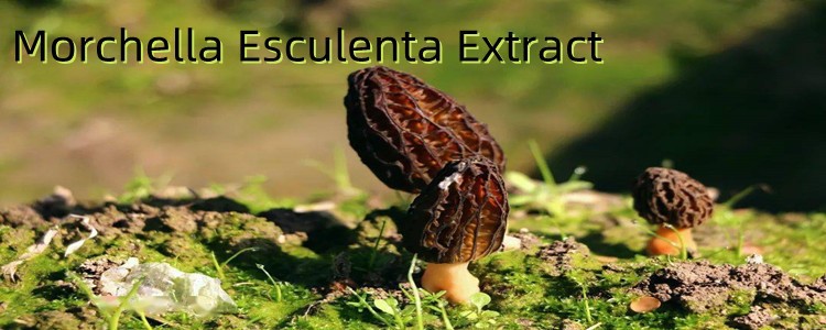 Morchella Esculenta .jpg